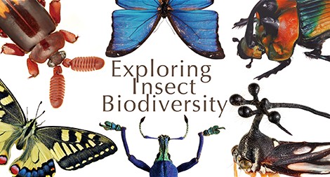 昆虫学入門 -多様性を探る- Exploring Insect Biodiversity